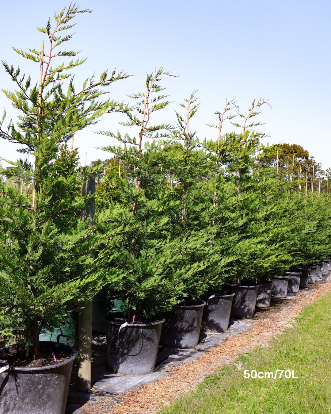 Cupressus x leylandii 'Better Green'