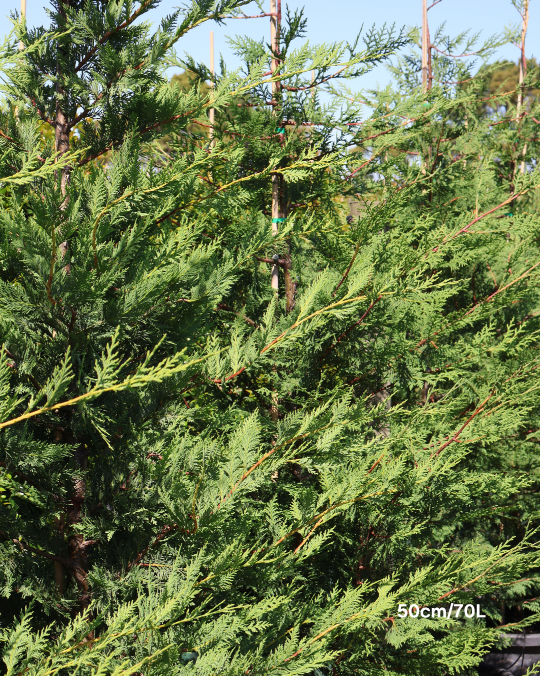 Cupressus x leylandii 'Better Green'