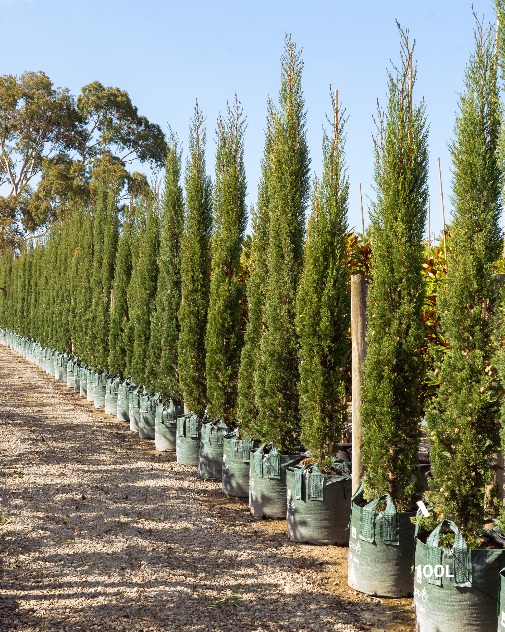 Cupressus sempervirens 'Glauca' Pencil Pine