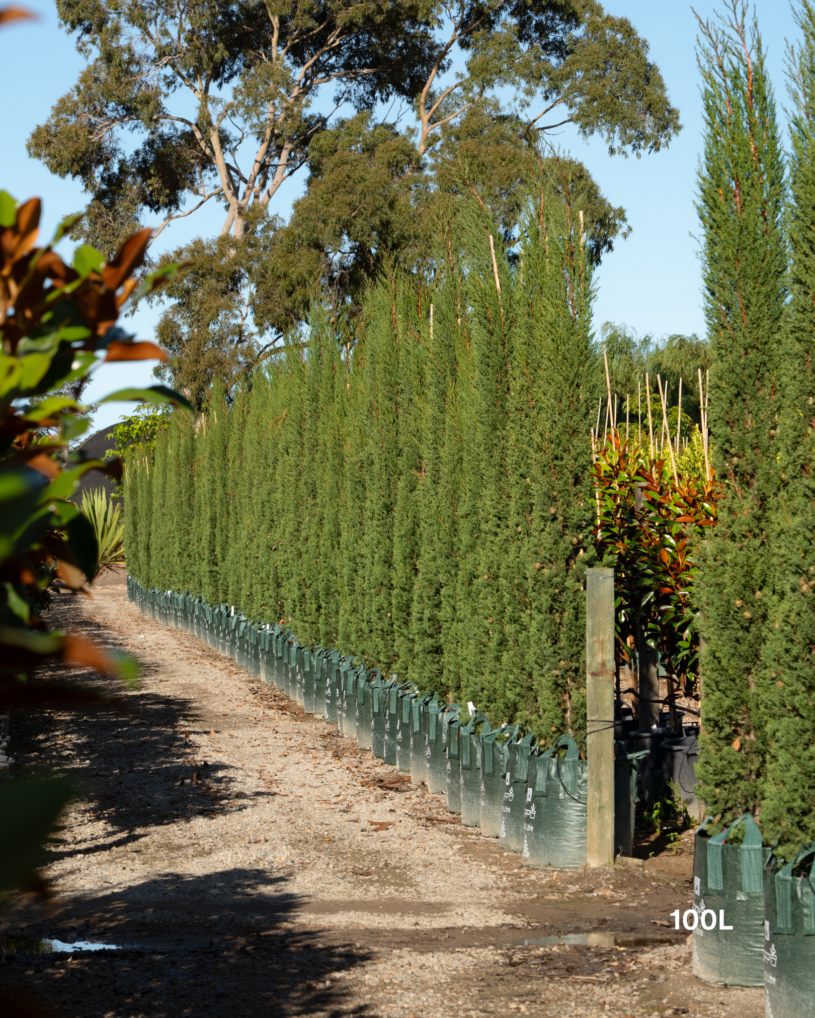 Cupressus sempervirens 'Glauca' Pencil Pine