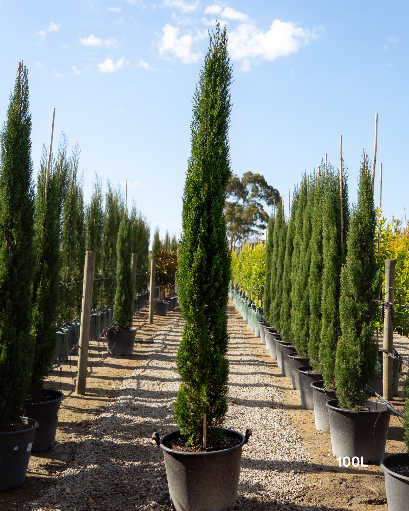 Cupressus sempervirens 'Glauca' Pencil Pine