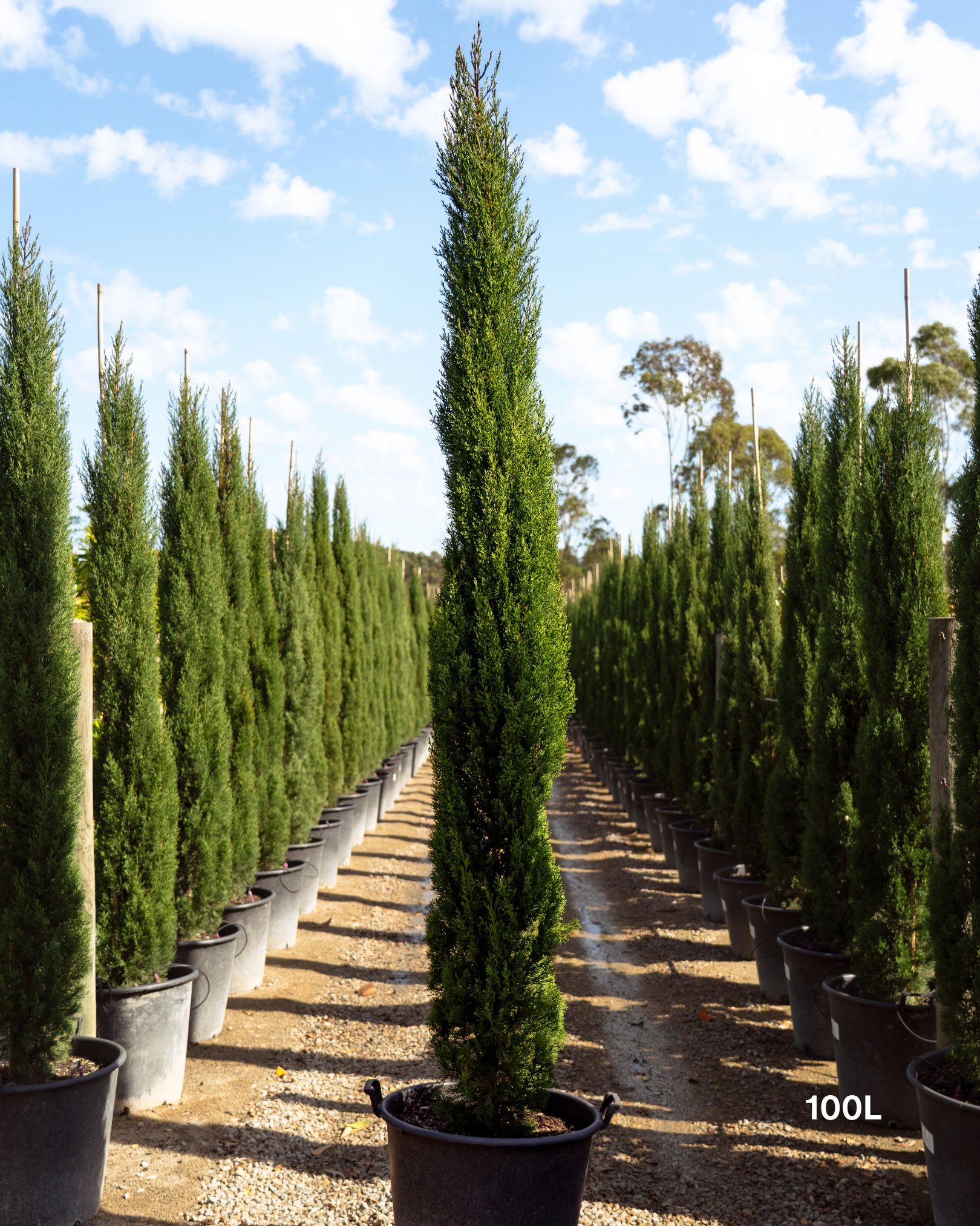 Cupressus sempervirens 'Glauca' Pencil Pine