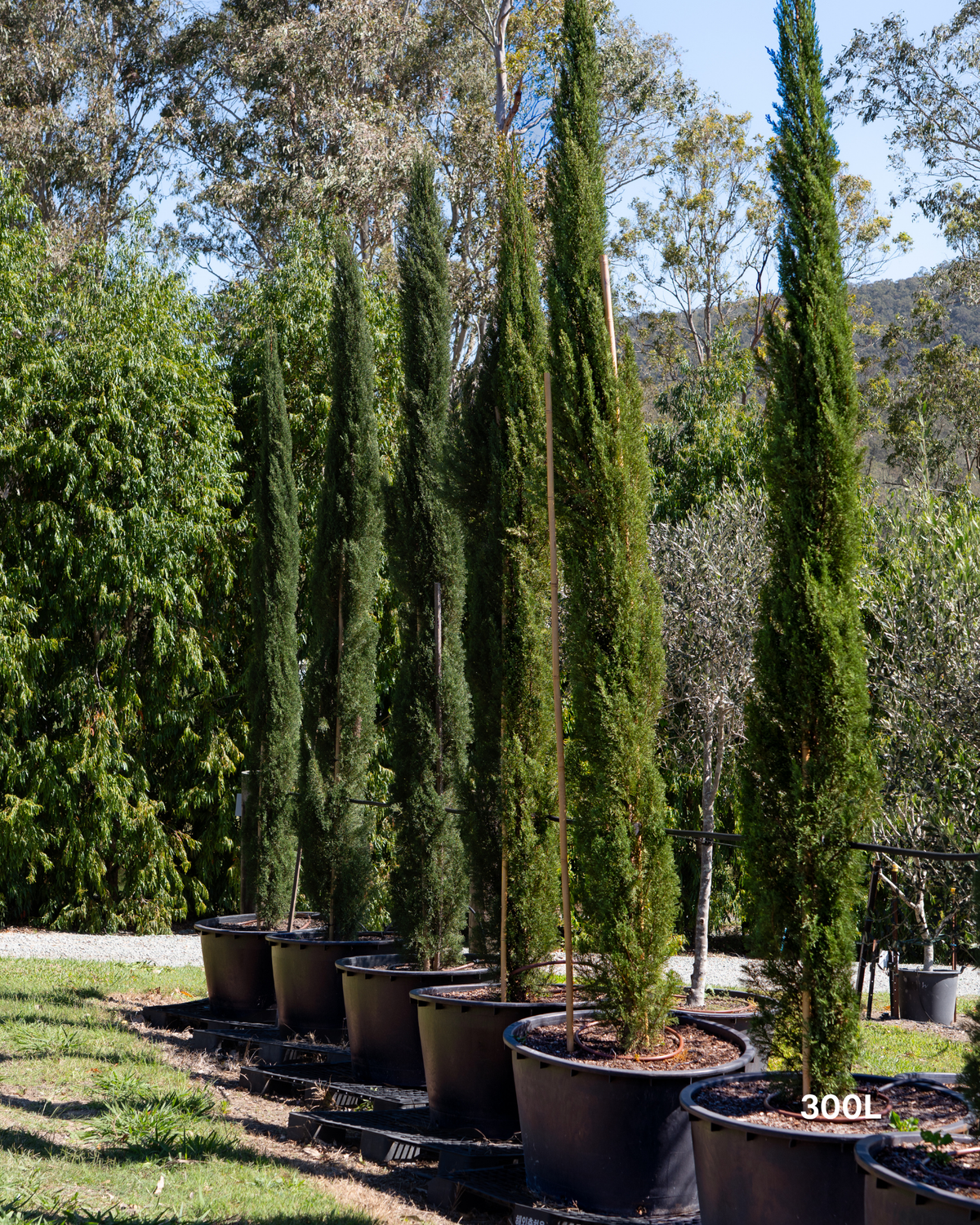 Cupressus sempervirens 'Glauca' Pencil Pine
