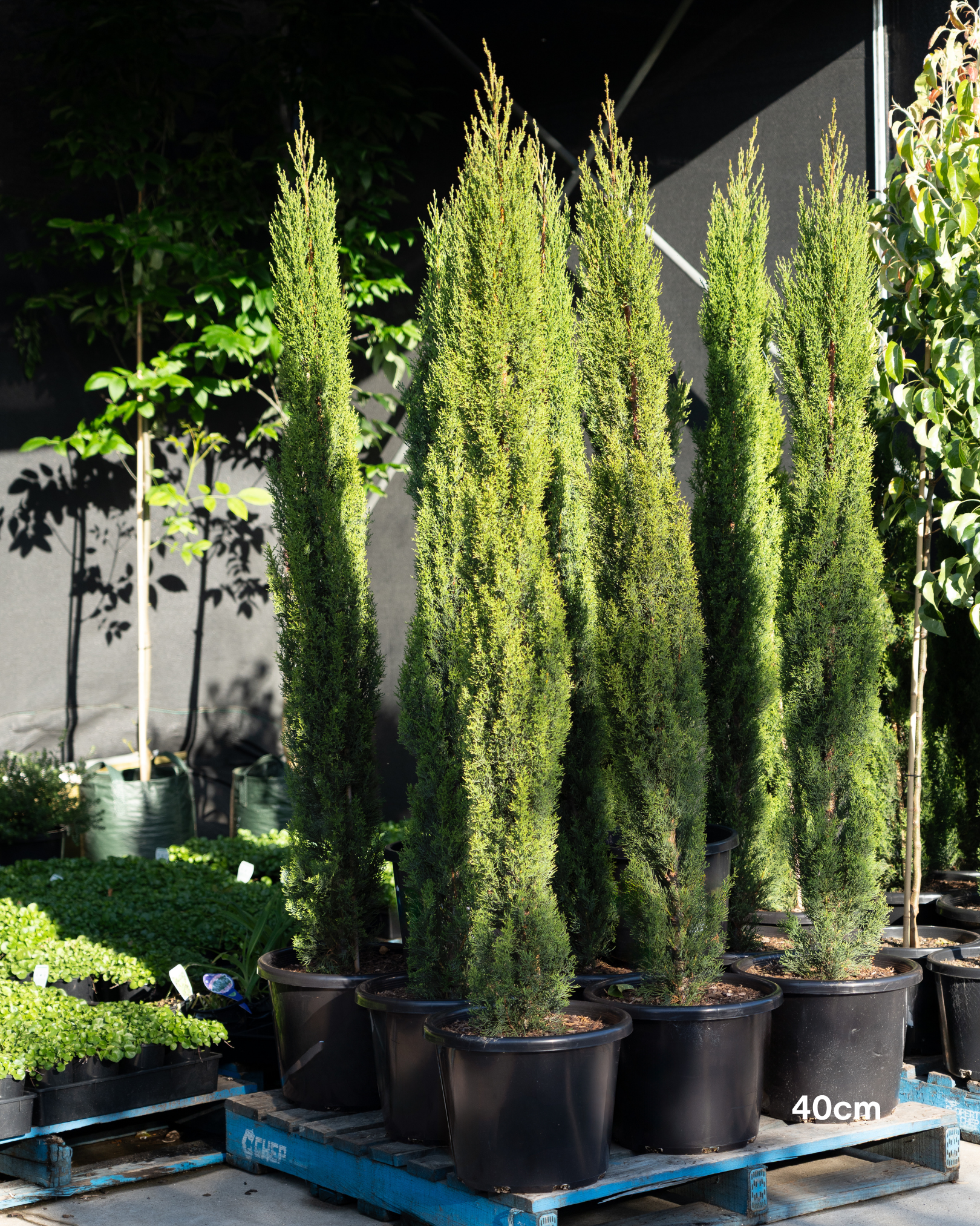 Cupressus sempervirens 'Glauca' Pencil Pine
