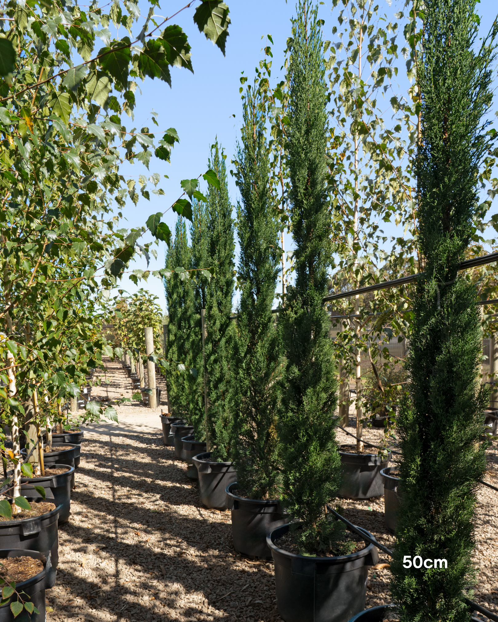 Cupressus sempervirens 'Glauca' Pencil Pine