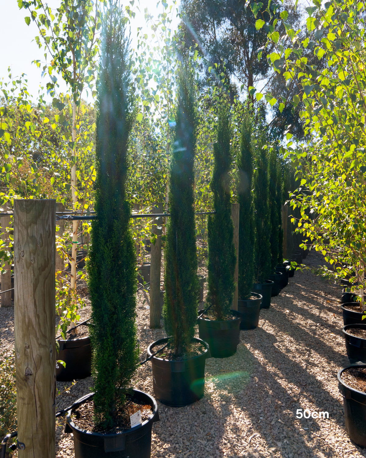 Cupressus sempervirens 'Glauca' Pencil Pine