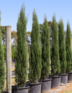 Cupressus sempervirens 'Glauca' - Pencil Pine