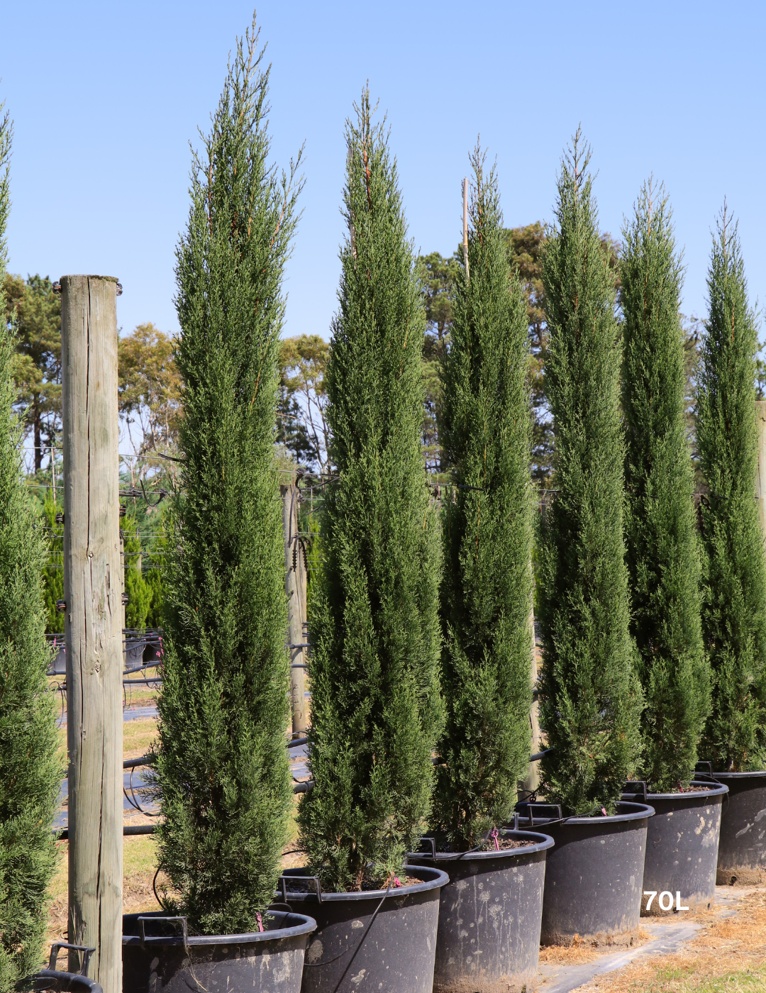 Cupressus sempervirens 'Glauca' - Pencil Pine