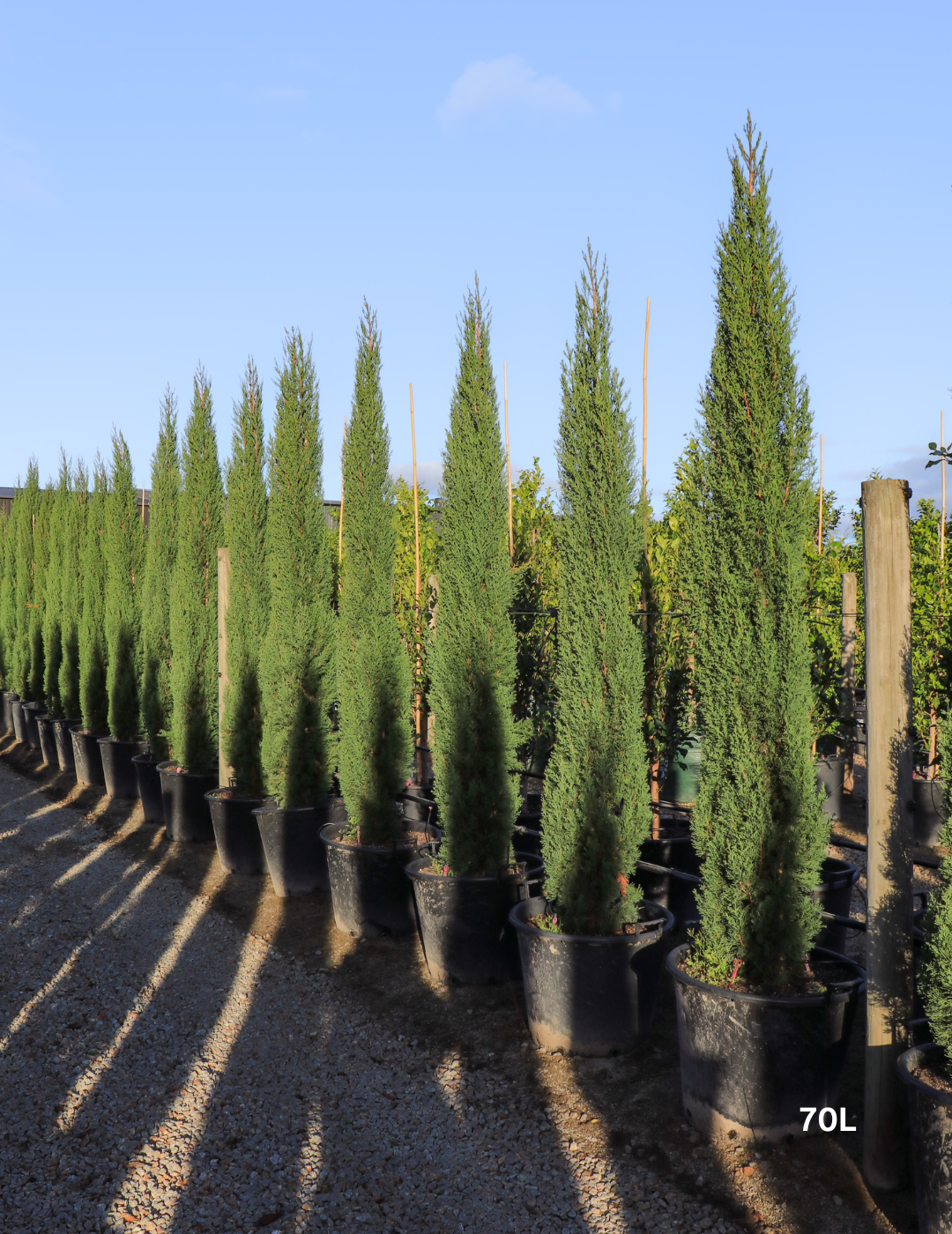 Cupressus sempervirens 'Glauca' - Pencil Pine