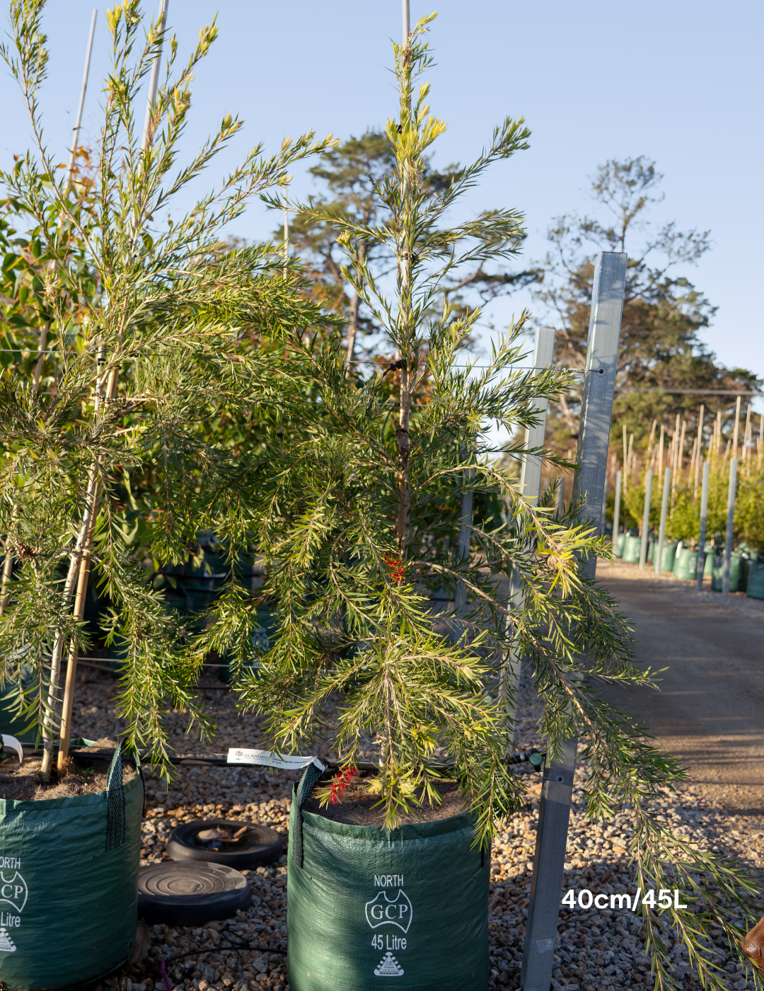 Callistemon viminalis 'Dawson River Weeper' - Evergreen Trees Direct