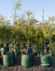 Callistemon viminalis 'Dawson River Weeper' - Evergreen Trees Direct