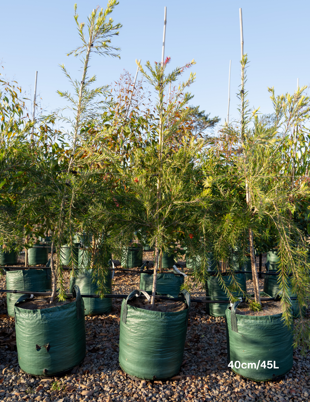Callistemon viminalis 'Dawson River Weeper' - Evergreen Trees Direct