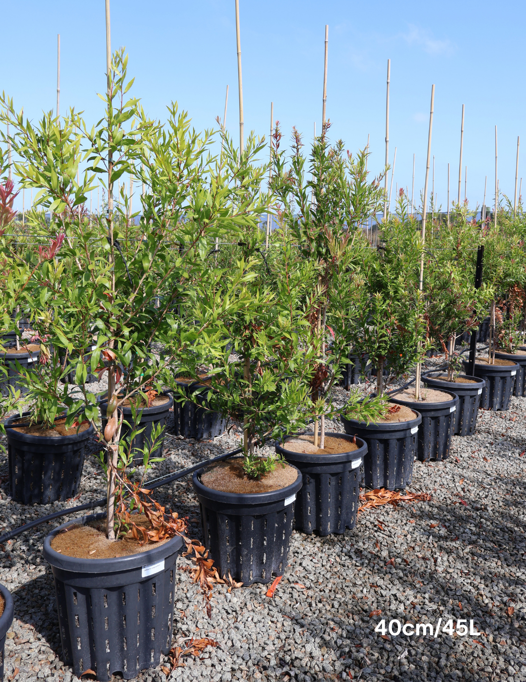 Callistemon salignus - Evergreen Trees Direct