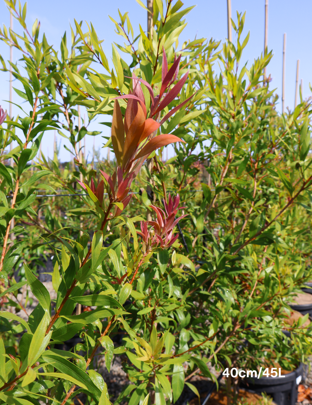 Callistemon salignus - Evergreen Trees Direct