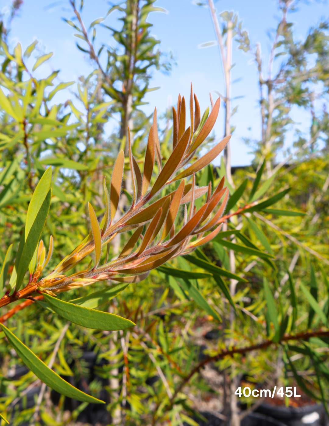 Callistemon salignus - Evergreen Trees Direct