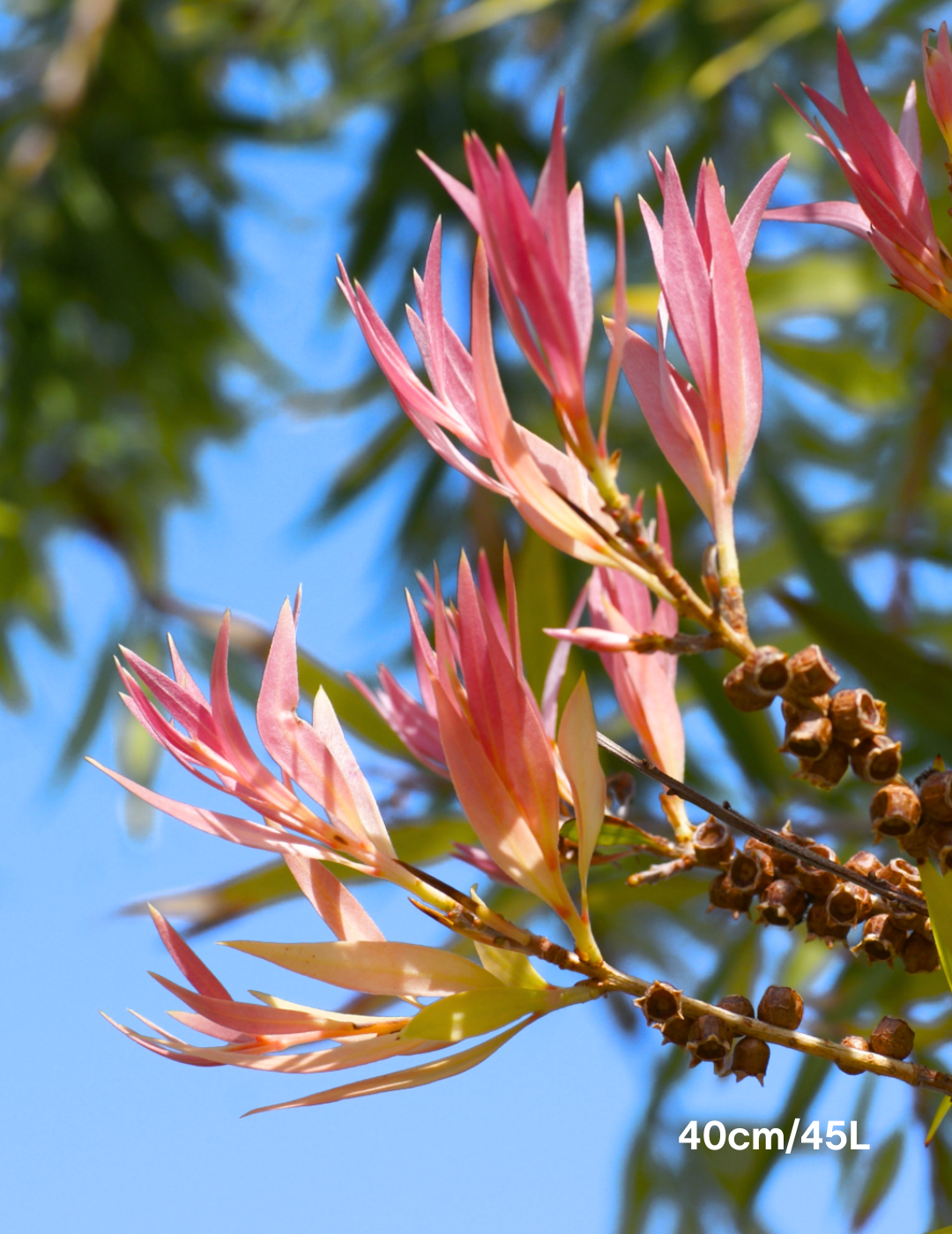 Callistemon salignus - Evergreen Trees Direct