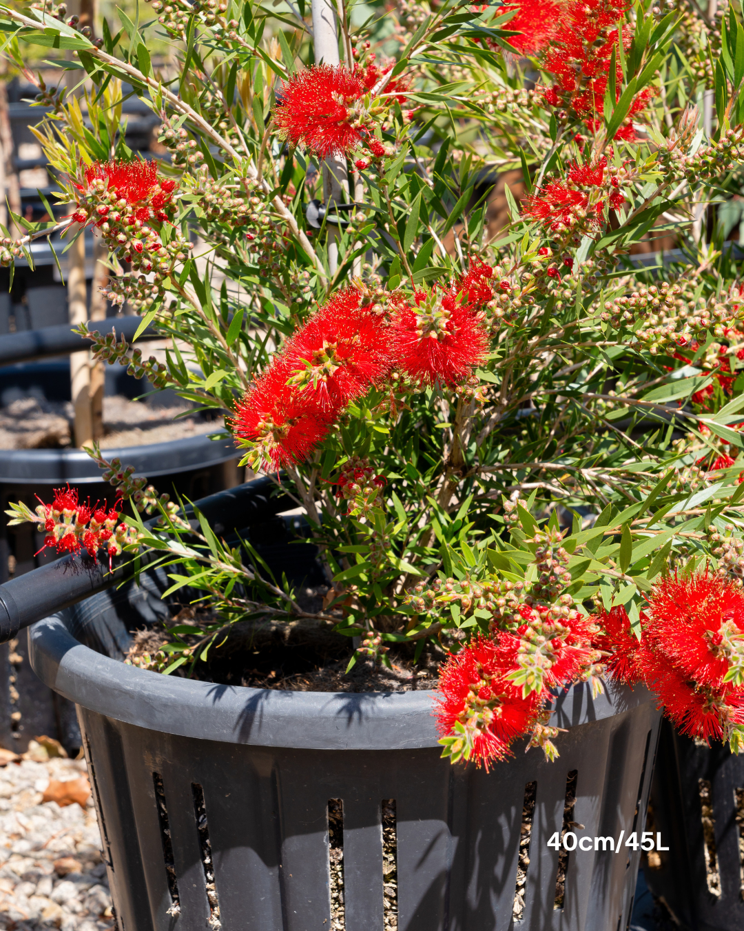 Callistemon viminalis 'Slim'