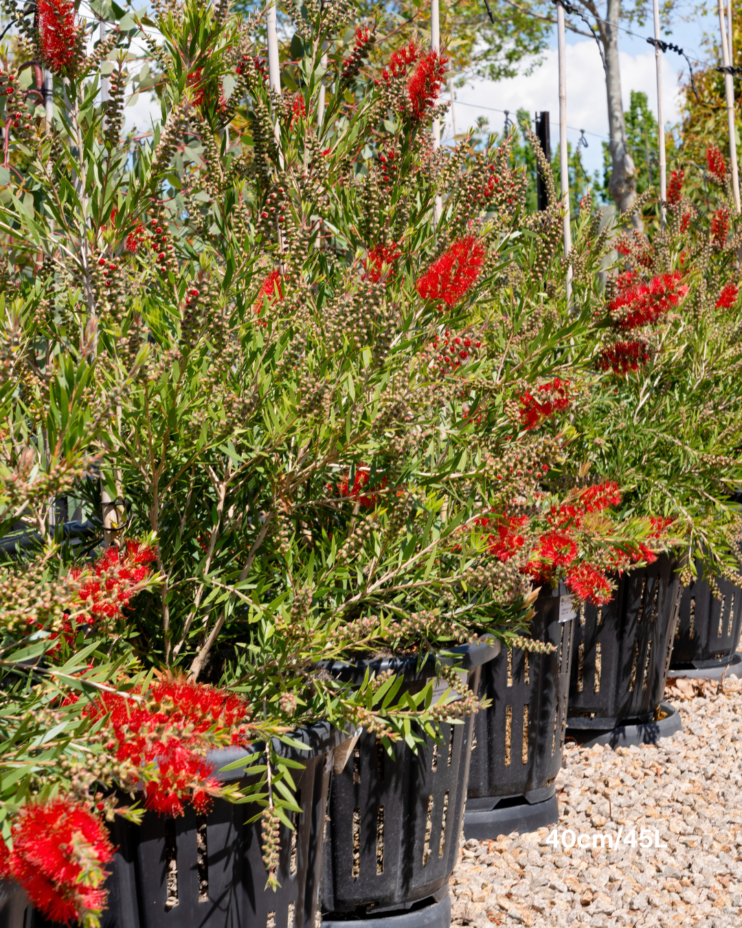 Callistemon viminalis 'Slim'