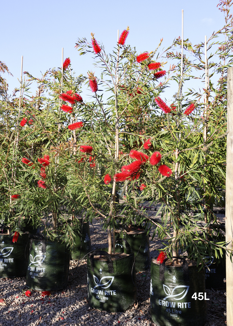 Callistemon viminalis