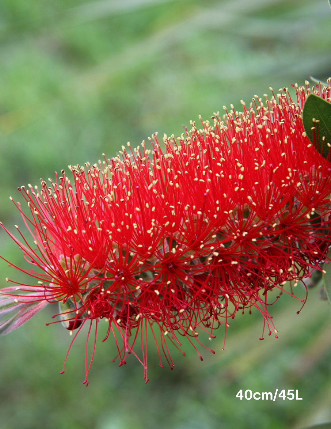 Callistemon viminalis - Evergreen Trees Direct