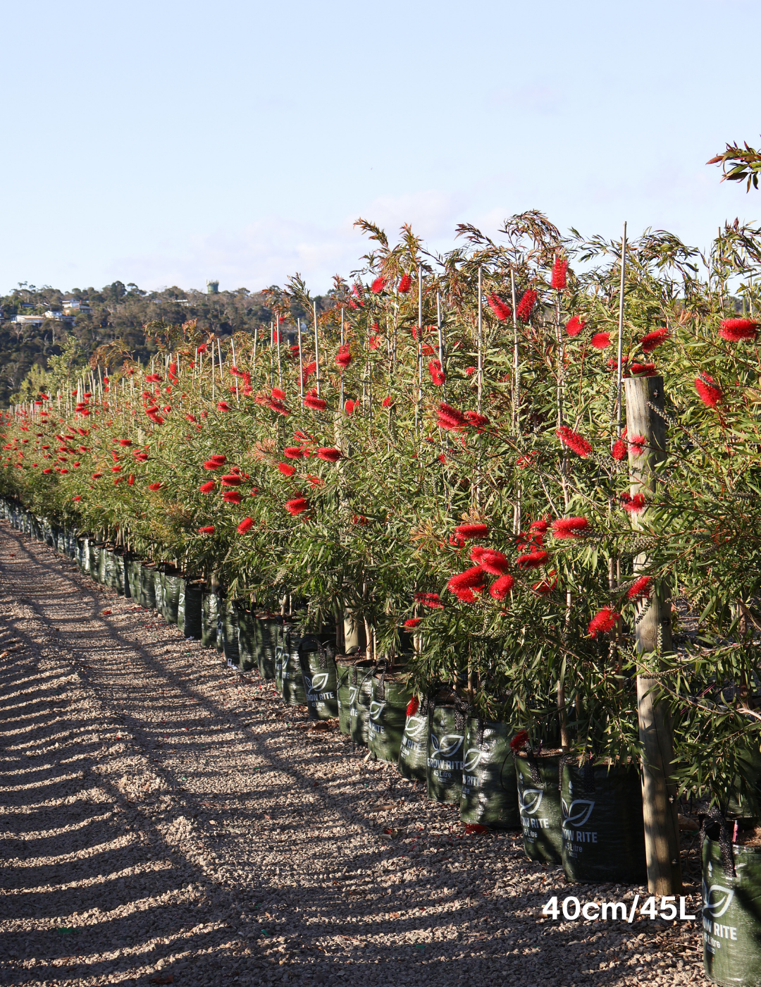 Callistemon viminalis - Evergreen Trees Direct