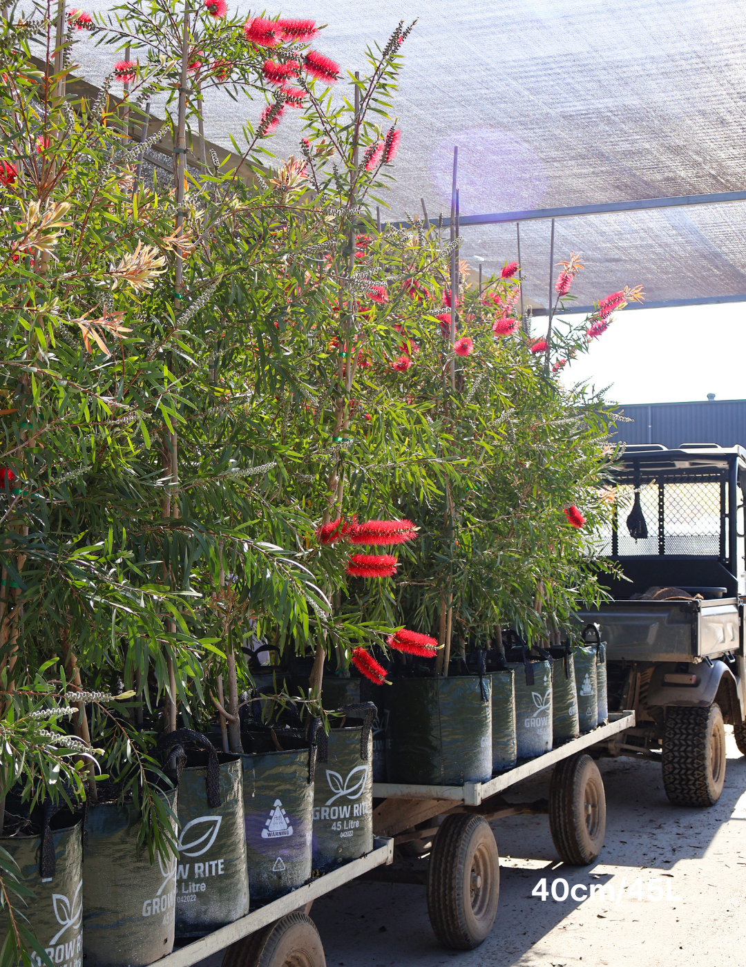 Callistemon viminalis - Evergreen Trees Direct