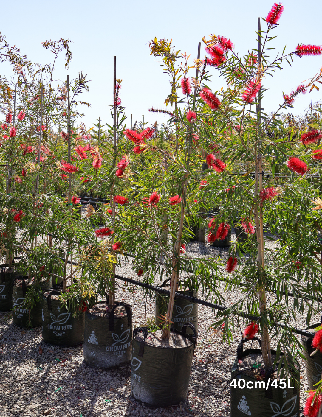 Callistemon viminalis - Evergreen Trees Direct