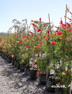 Callistemon viminalis - Evergreen Trees Direct