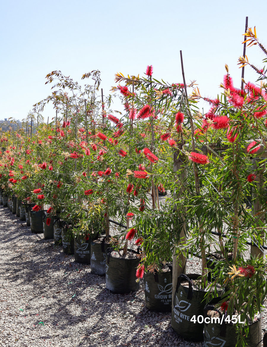 Callistemon viminalis - Evergreen Trees Direct