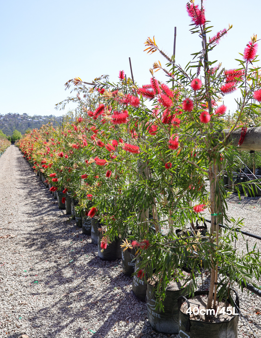 Callistemon viminalis - Evergreen Trees Direct