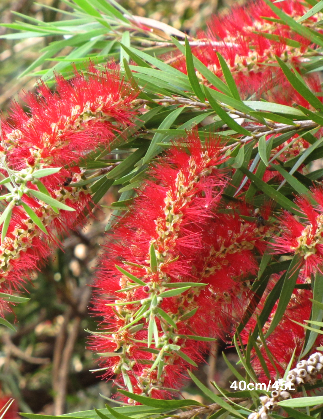 Callistemon viminalis - Evergreen Trees Direct