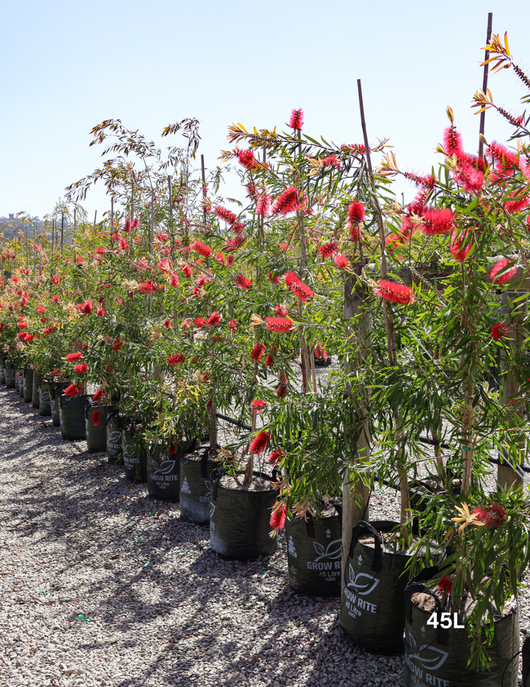 Callistemon citrinus 'Harkness'