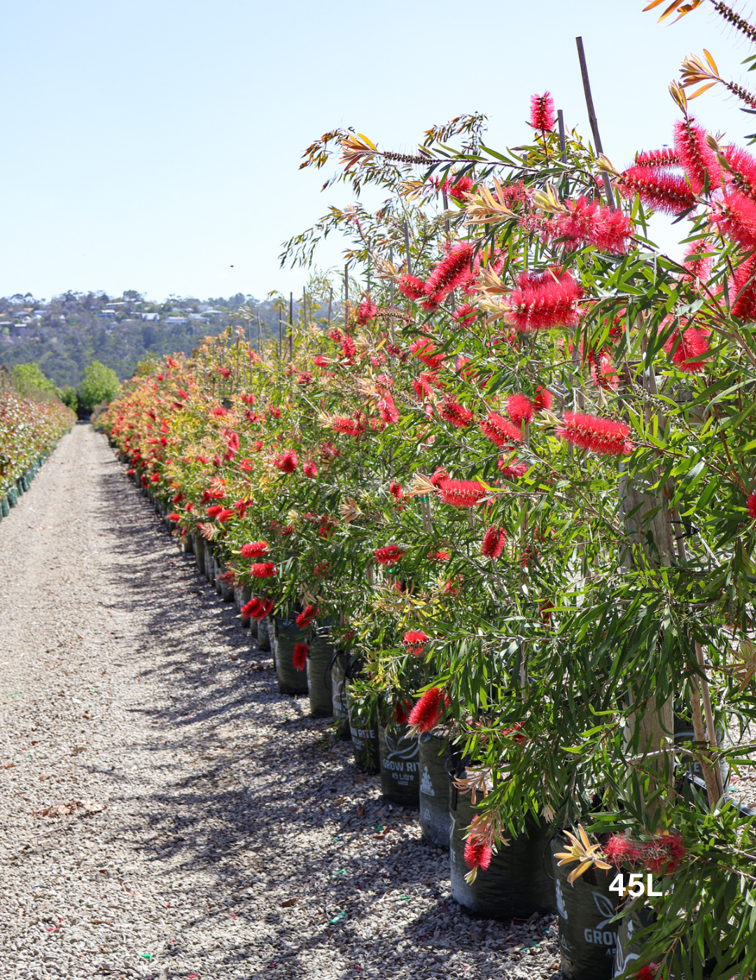 Callistemon viminalis - Evergreen Trees Direct