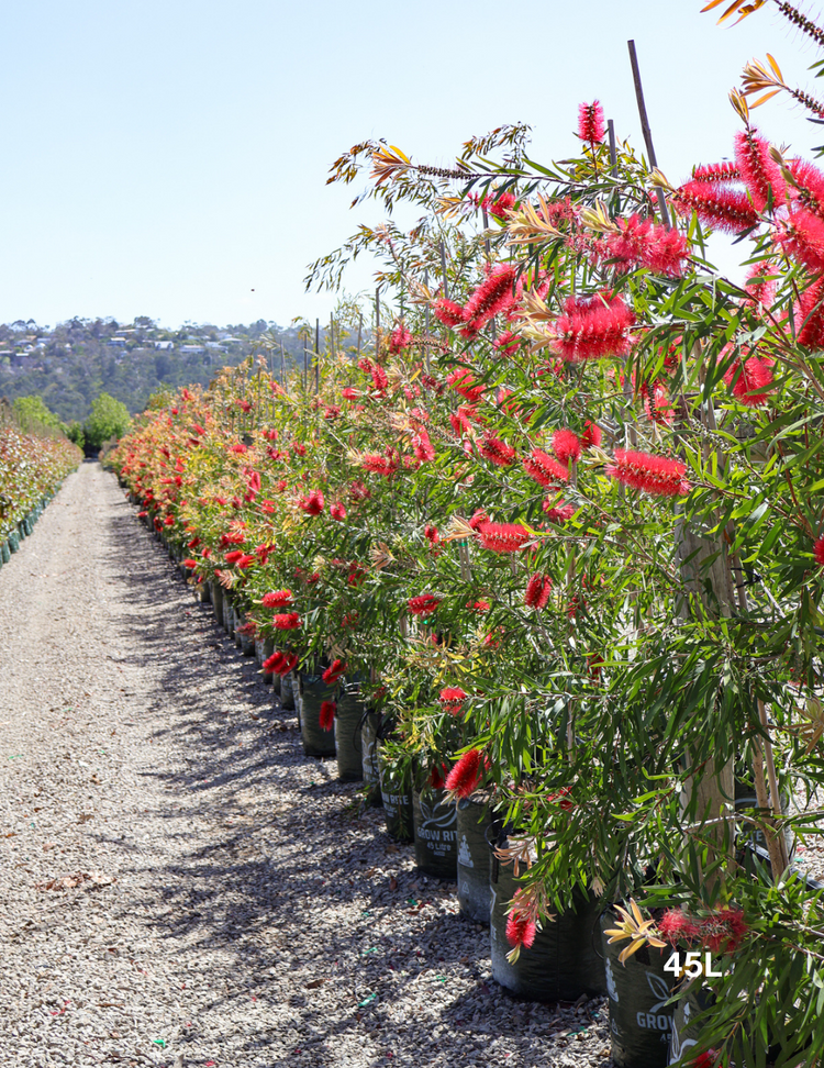 Callistemon viminalis