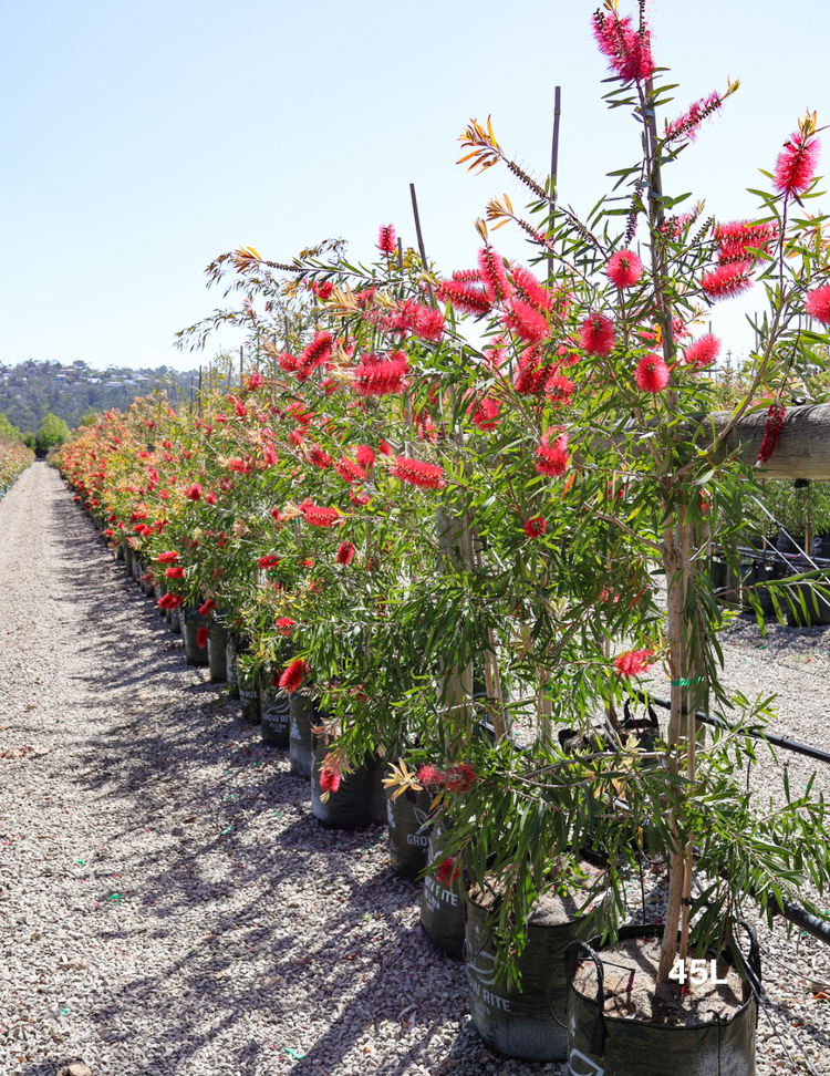 Callistemon citrinus 'Harkness'