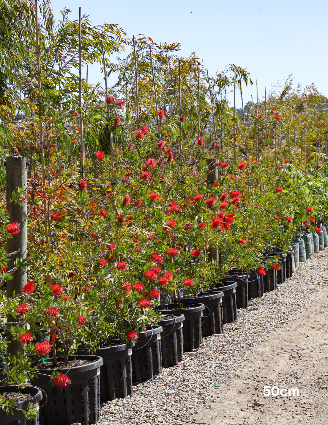Callistemon 'Endeavour' - Evergreen Trees Direct