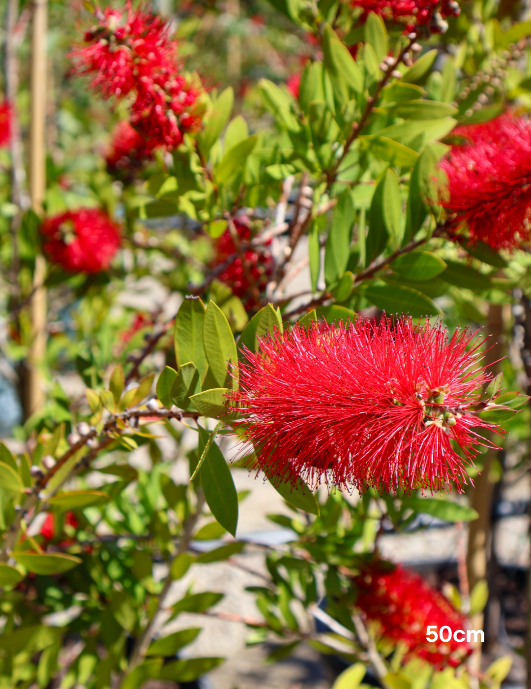 Callistemon 'Endeavour' - Evergreen Trees Direct