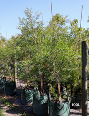 Callistemon citrinus x viminalis 'KPS' - Bottle Brush - Evergreen Trees Direct