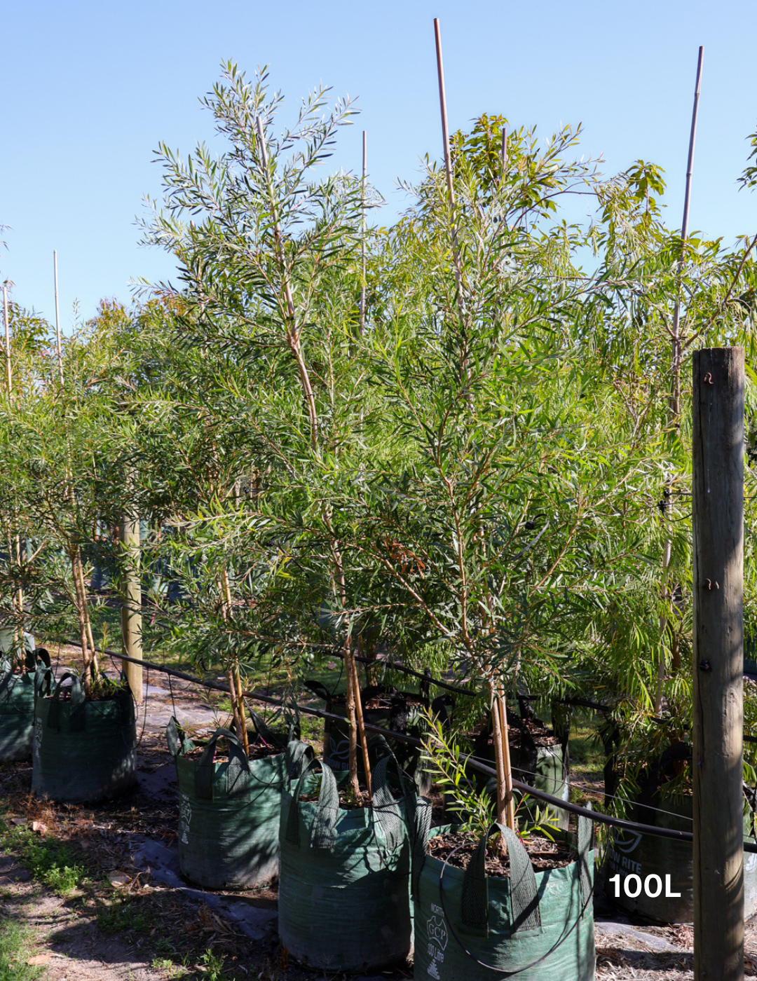 Callistemon citrinus x viminalis 'KPS' - Bottle Brush - Evergreen Trees Direct