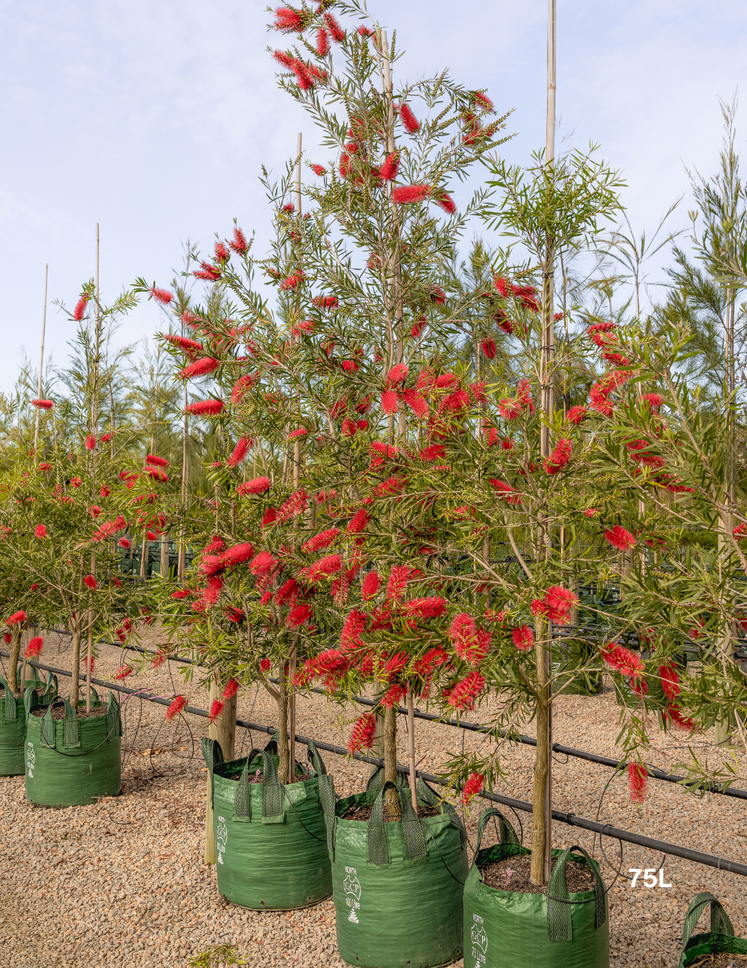 Callistemon citrinus x viminalis 'KPS' - Bottle Brush - Evergreen Trees Direct