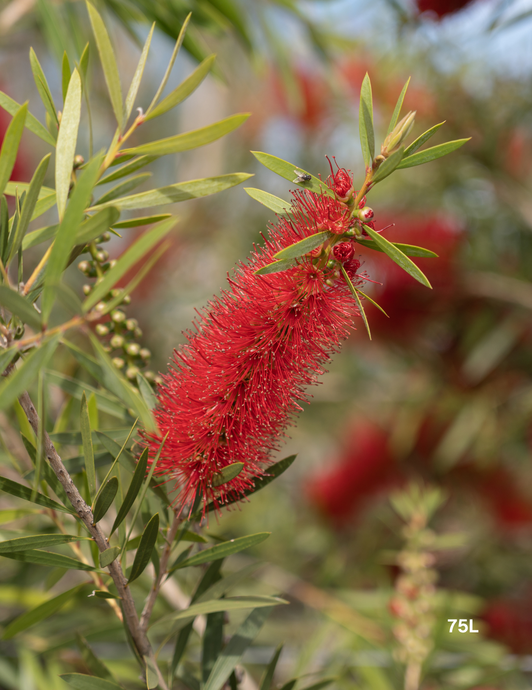 Callistemon citrinus x viminalis 'KPS' - Bottle Brush