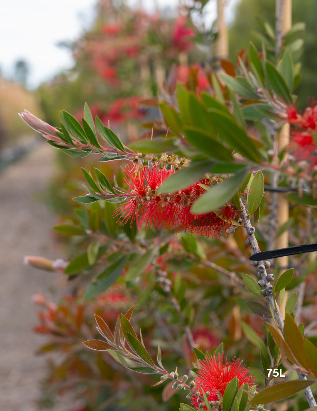 Callistemon citrinus x viminalis 'KPS' - Bottle Brush - Evergreen Trees Direct