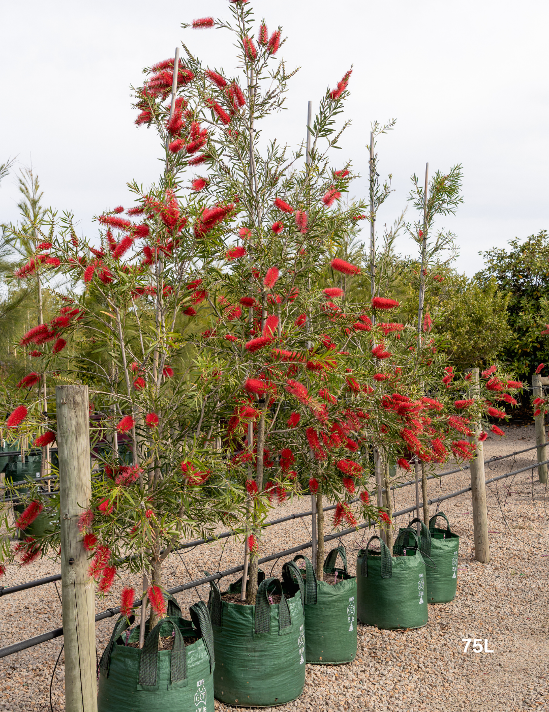 Callistemon citrinus x viminalis 'KPS' - Bottle Brush - Evergreen Trees Direct