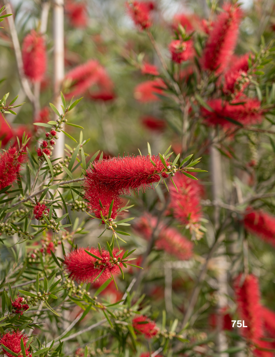 Callistemon citrinus x viminalis 'KPS' - Bottle Brush - Evergreen Trees Direct
