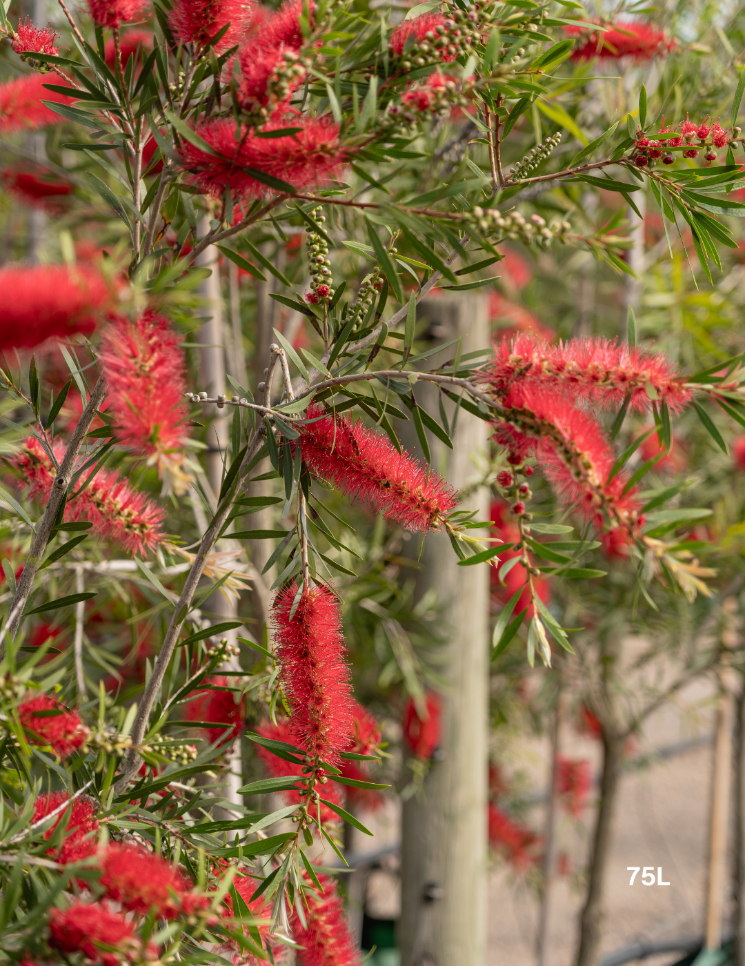 Callistemon citrinus x viminalis 'KPS' - Bottle Brush - Evergreen Trees Direct