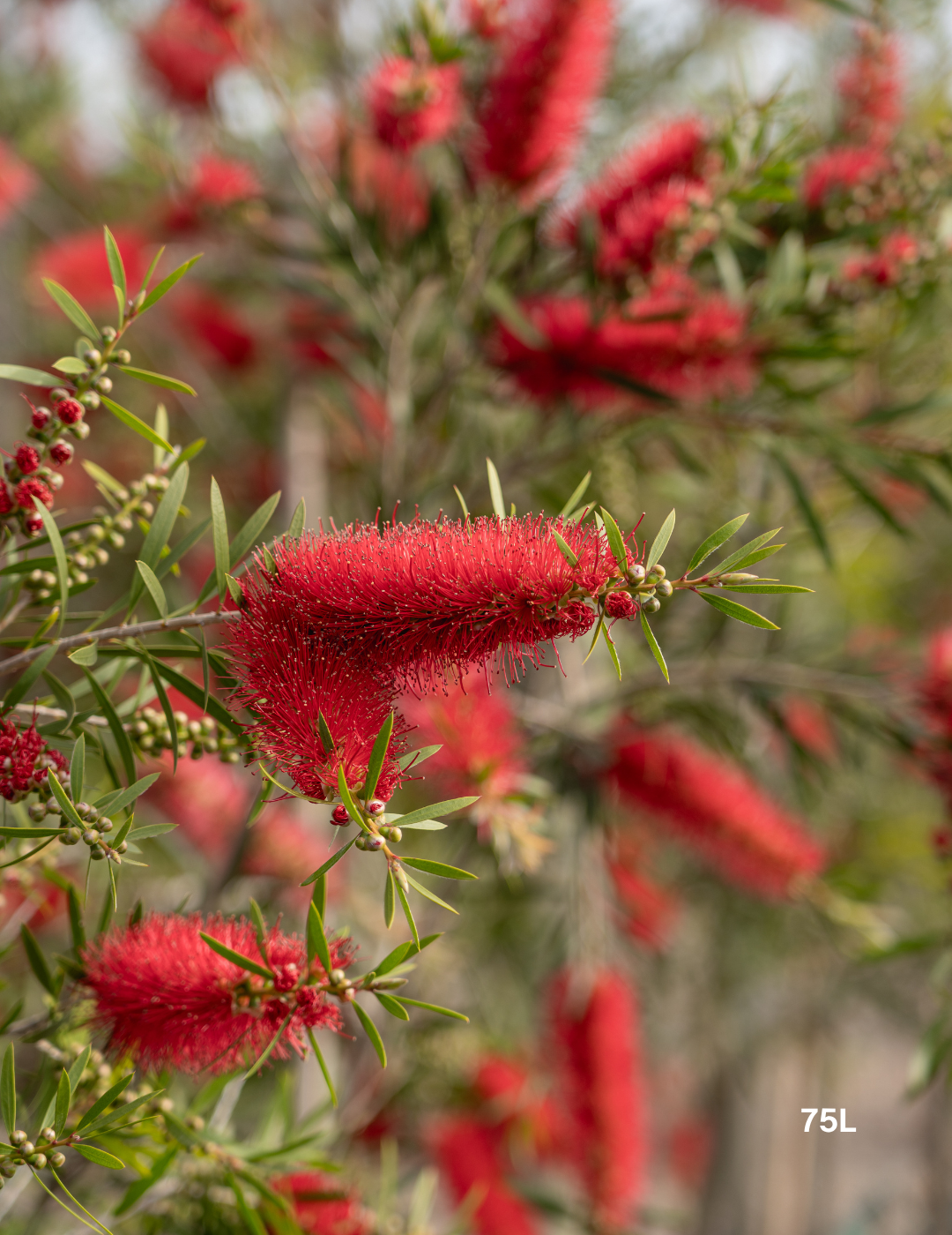 Callistemon citrinus x viminalis 'KPS' - Bottle Brush - Evergreen Trees Direct
