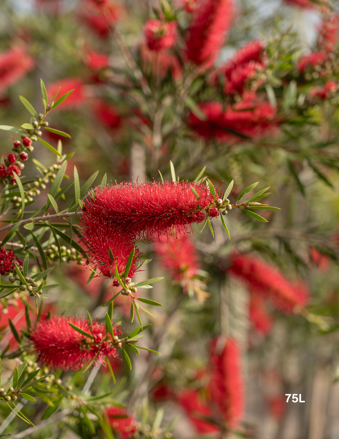 Callistemon citrinus x viminalis 'KPS' - Bottle Brush - Evergreen Trees Direct