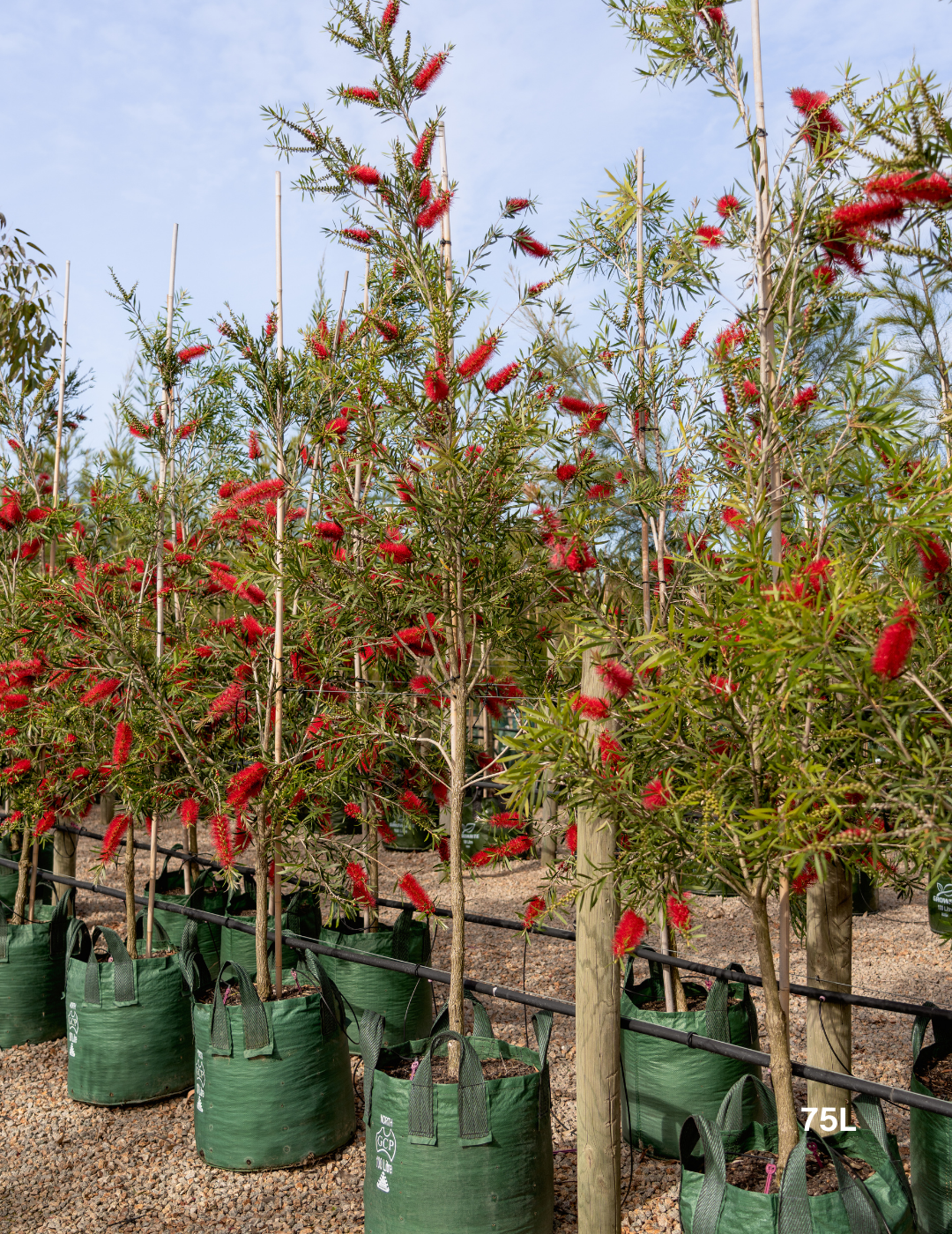 Callistemon citrinus x viminalis 'KPS' - Bottle Brush - Evergreen Trees Direct
