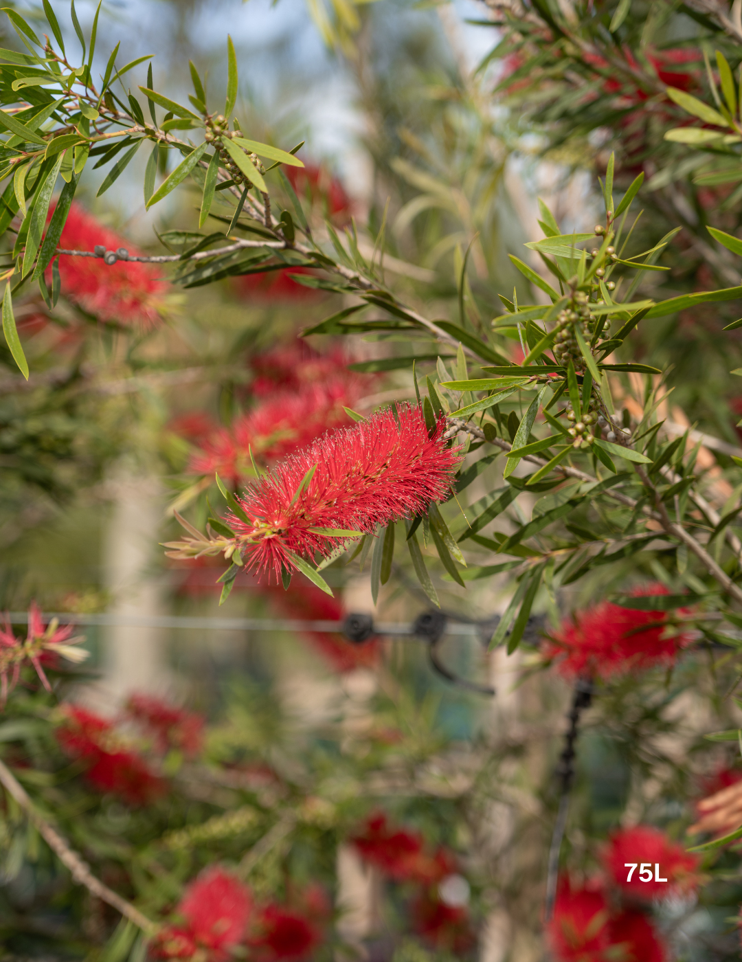 Callistemon citrinus x viminalis 'KPS' - Bottle Brush - Evergreen Trees Direct