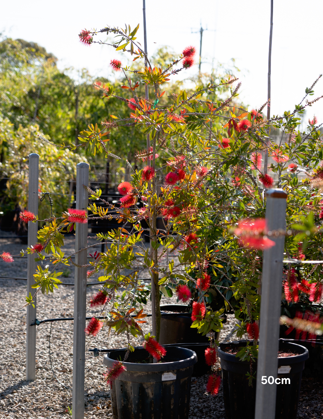 Callistemon citrinus 'Endeavour' - Evergreen Trees Direct